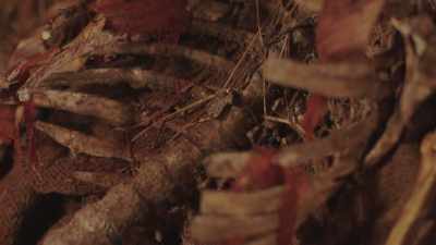 Walsh's father was a respected
historian and archeologist - Mia and the Dragon Princess