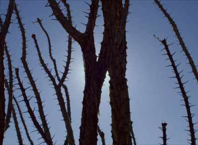 WALTER".
Foul play is possible, - Phoenix Forgotten