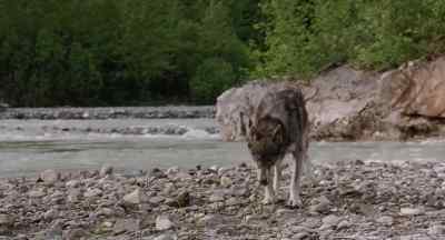 Want a little more, maybe? - White Fang