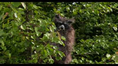[warbles] - Crackcoon