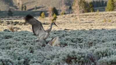 [warbles] - Epic Yellowstone