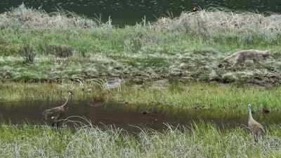 [warbling] - Epic Yellowstone