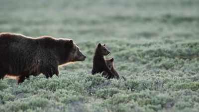 [warbling] - Epic Yellowstone