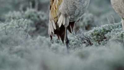 [warbling] - Epic Yellowstone