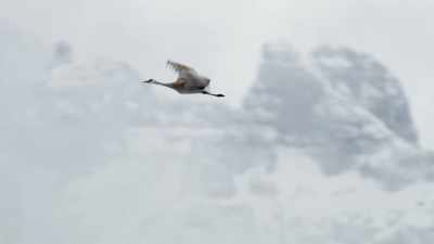 [warbling] - Epic Yellowstone