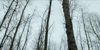 [ Warbling ] - Project Blue Book