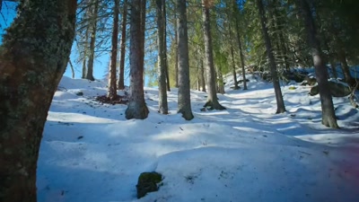 'Warmth floods back
into Scandinavia's forests. - A Year on Planet Earth