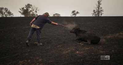 WARREN SALWAY: We had to
probably put down about 45 cows - A Fire Inside