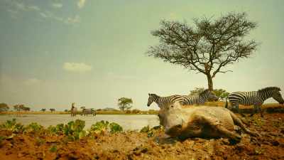 Warthogs also find pleasure
as the mud takes over. - Serengeti