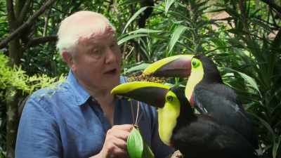 Was a very important stage
in the evolution of colour vision. - Attenborough's Life in Colour