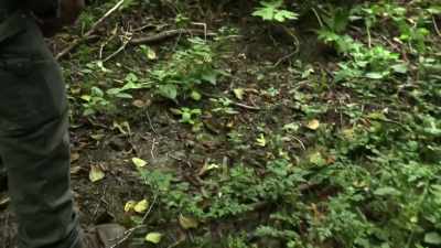 Was all this foliage
broken down like this? - Expedition Bigfoot