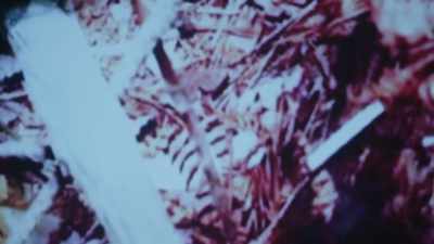 WAS IT A BLITZ ATTACK
TYPE OF CRIME? - Evil Lives Here: Shadows Of Death