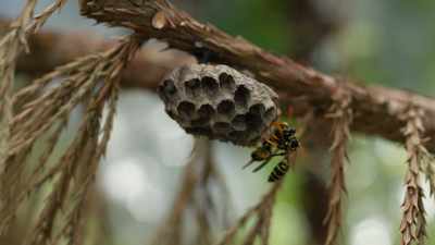 Wasps did their thing
for another 100 million years. - Cosmos: Possible Worlds