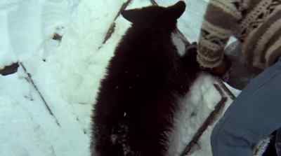 WATCH OUT. GET OUT. - The Bears and I