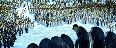 Watch out for leopard seals and them killer whales - Happy Feet