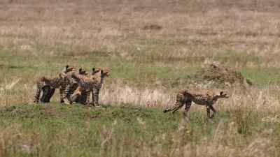 Watching Mum stalk gazelle, - Predators