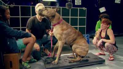 WATCHING THE DOGS ON HIGH SPEED
WHEN THEY SHOOK, - Mythbusters Jr.