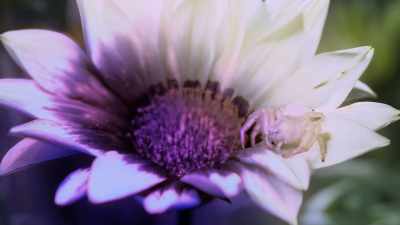 Watching her with our UV camera, - Attenborough's Life in Colour