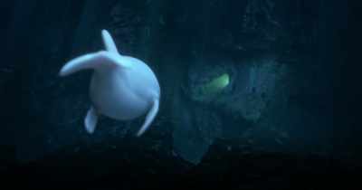 (water bubbling) - Dolphin Boy