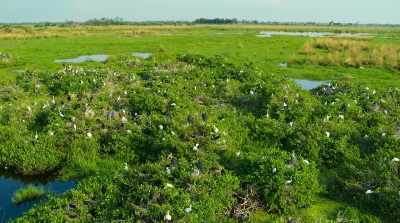 Water fig trees provide perfect nesting - Surviving Paradise: A Family Tale
