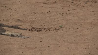 Water is slowly...inexorably creeping back into Samburu. - Chasing the Rains