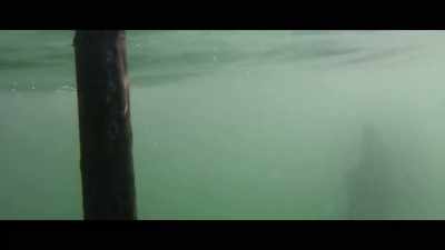 (water splashes) - Bull Shark 3