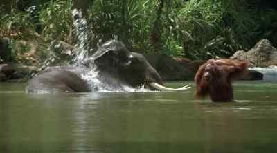 [water splashing] - Tarzan the Ape Man