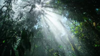 Water transforms the rain forest. - Tiny World