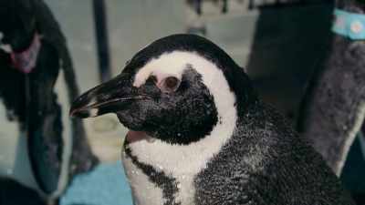 Waterproof. - Penguin Town