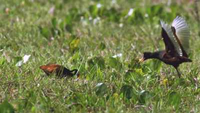 Wattled jacanas
are very promiscuous birds, - Absurd Planet