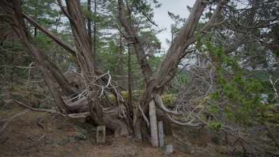 (waves washing ashore) - Trees and Other Entanglements