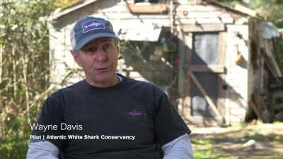WAYNE DAVIS
PILOOT - Return of the White Shark