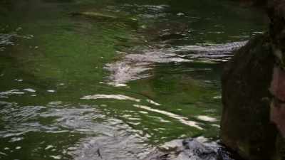 We were able to get a very close look
at Mr. Campbell's tail - Magic of Disney's Animal Kingdom