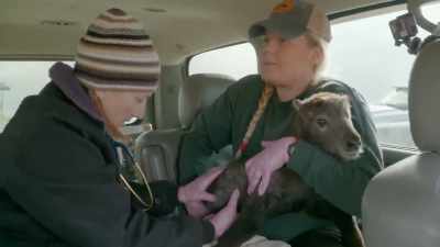 We were able to get ahold
of twist's calf, - Secrets of the Zoo