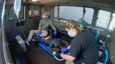 We were able to get the samples
that we needed, - Secrets of the Zoo
