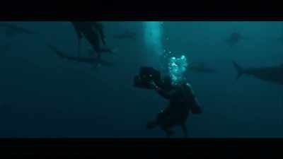 We were accepted as other marine animals
come to feed on the whale... - Playing with Sharks