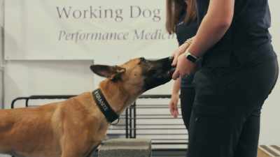 We actually have dogs doing planks,
which is core-strength training, - Inside the Mind of a Dog