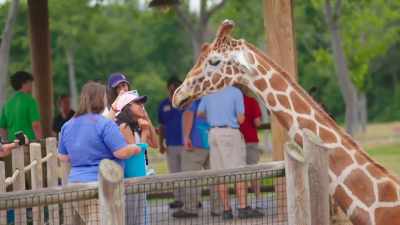 We actually just got a call
from a zoo in massachusetts - Secrets of the Zoo