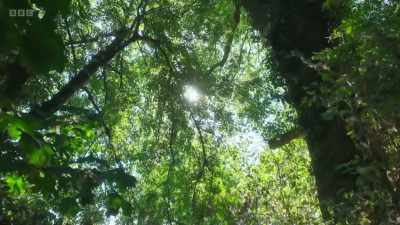 We all come from nature, - Wild Isles