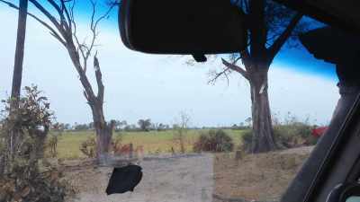 We had all the animals
just run through camp - In the Footsteps of Elephant