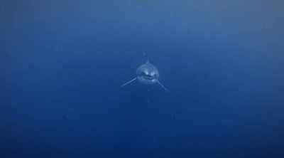 We already know white sharks
dramatically ambush prey. - Shark Attack Files