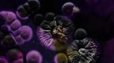 We are a vast network - Fantastic Fungi