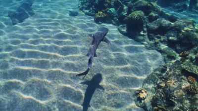 ♪ We are, we are, we are
Way up high ♪ - The Curious Case of Dolphin Bay