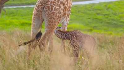 We are certain
the baby's latched on, - Secrets of the Zoo
