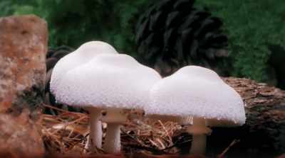 We are mushrooms. - Fantastic Fungi
