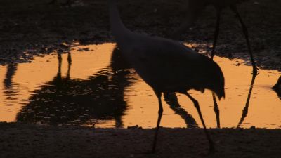 We are not alone in our need for water, - Our Planet