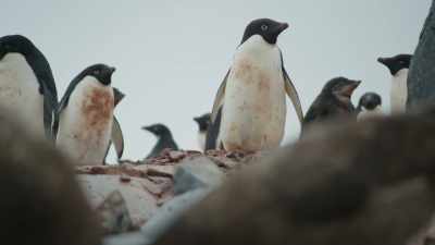 We are standing, - Frozen Planet II