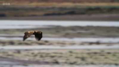 We are surrounded by eagles.
That is amazing. - Wild Isles