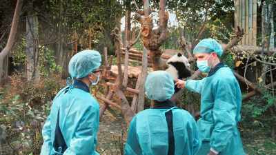 We assess the cubs for qualities
that will help them survive in the wild. - Pandas
