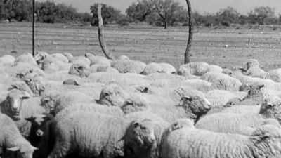 We had Basque families
that raised sheep. - Killing County